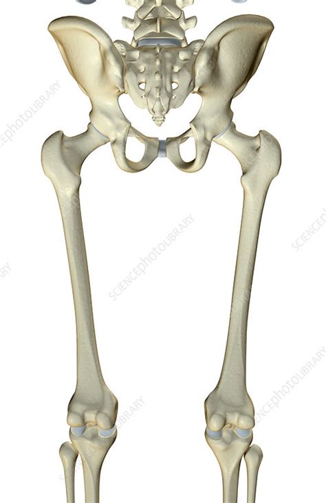 The Bones Of The Lower Limb Stock Image F0017372 Science Photo