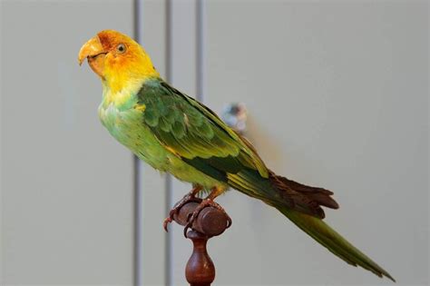 Carolina Parakeet Conuropsis Carolinensis Oiseaux Exotiques