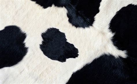 Cowhide Stock Photos Pictures And Royalty Free Images Istock