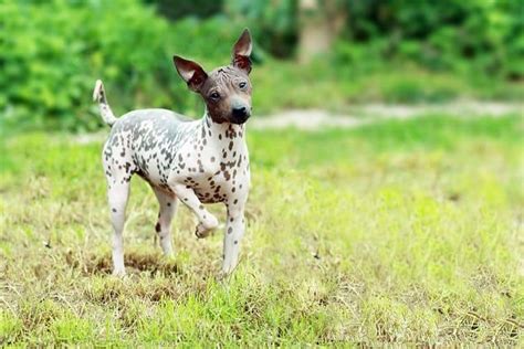 Spotted Dog Breeds The Top 10 Best Spotted Breeds 2021