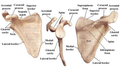 • remember your shoulder blade is half of your shoulder joint. The Shoulder Blade