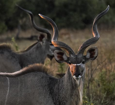 Kudu Buck Sunset Chobe Botswana Africa Transient Light