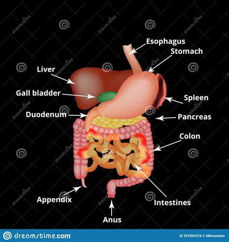 Anatomical Structure Of The Abdominal Organs Spleen Liver