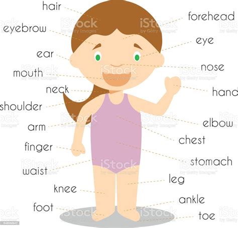 Human Body Parts Vocabulary Vector Illustration Stock Vector Art And More