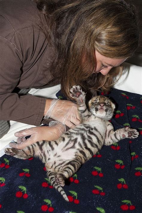 Sumatran Tiger Born At San Diego Zoo Safari Park Zooborns
