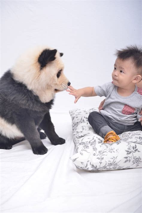 Panda Puppies Are Your New Adorable Obsession