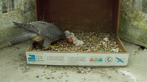 Peregrine Chicks Hatch At Chichester Cathedral Youtube