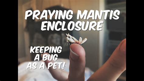 Setting Up My Praying Mantis Enclosure Youtube