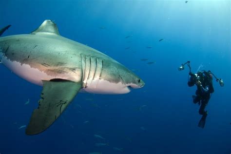 Ocean Ramsey Encounters Foot Great White Shark Artofit