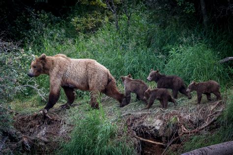 Brooks Falls Bear Viewing - Katmai Bear Viewing | Alaska's Gold Creek Lodge
