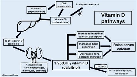 vitamin d metabolism pathways dr jamie willows jamiekwillows vitamind grepmed
