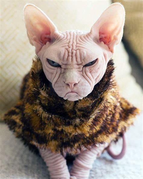Meet Loki The Worlds Grumpiest Sphynx Cat Chat Sphinx Sphinx Cat