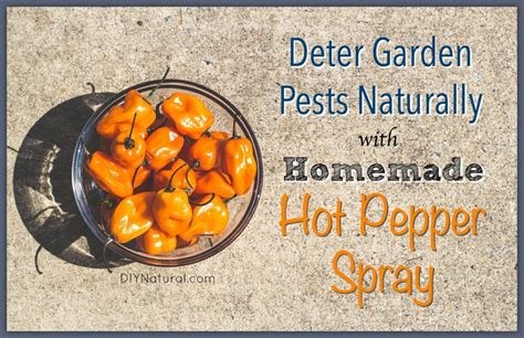 Homemade Garden Bug Spray A Natural Hot Pepper Solution