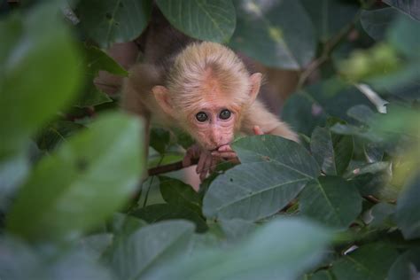 Young Stump Tailed Macaque Sean Crane Photography