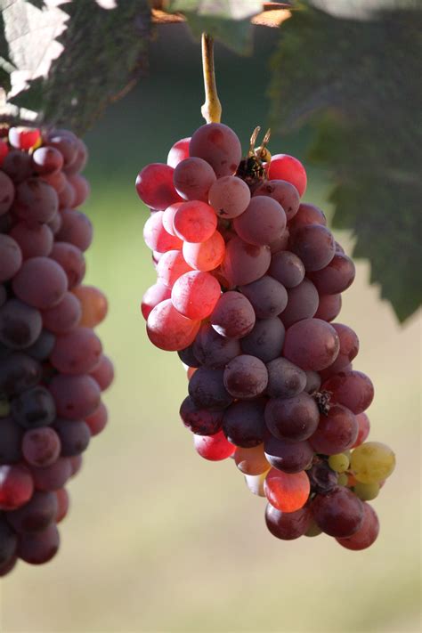 Para ahli menyarankan untuk menghindari minyak zaitun. Gambar : menanam, anggur, Vintage, buah, sinar matahari ...
