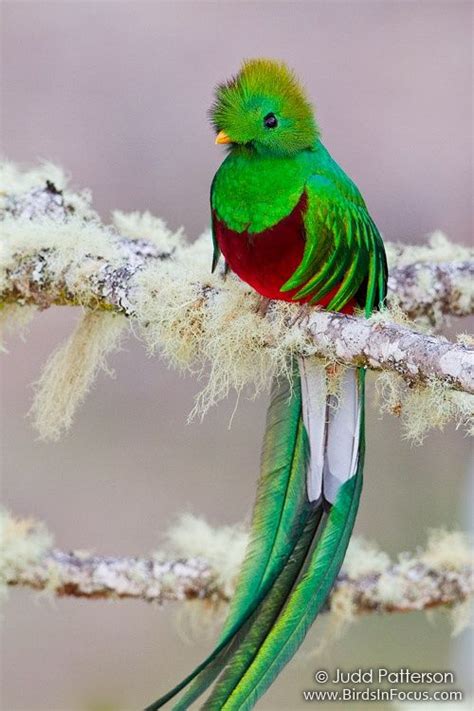 Resplendent Quetzal Pet Birds Beautiful Birds Bird