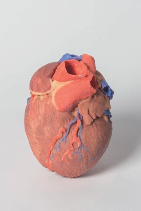 3d Printed Human Heart Model