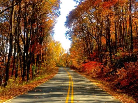 Download Autumn Road Hd Wallpaper S By Aritter Fall Road Wallpaper