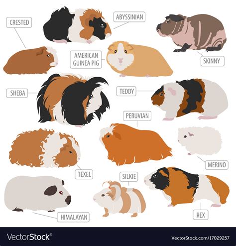 Guinea Pig Breeds Icon Set Flat Style Isolated Vector Image