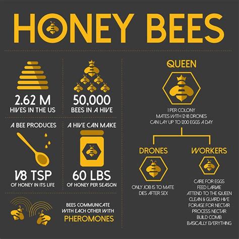 Infographic About Bees Bee Facts Honey Bee Facts Bee Activities