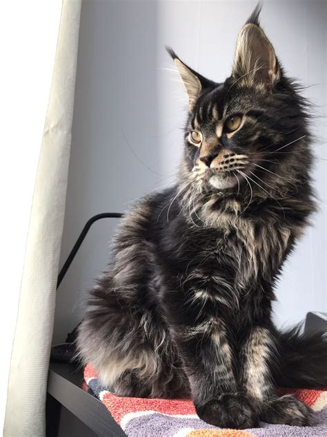 Maine Coon Kitten 6 Months Brown Tabby Blotched Millquartercoons