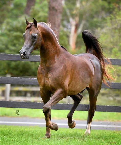 Chestnut is sometimes called sorrel or 'sorrell. the term brown is more properly applied to bay horses of certain shades. Konquest MI (2010), a magnificent dark chestnut Arabian ...