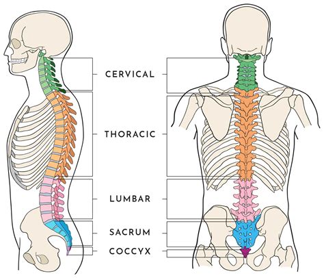 The Vertebral Column Regions Bones Ligaments Study Co