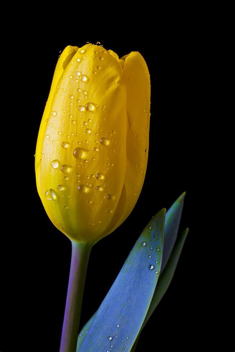 Single Yellow Tulip Photograph By Garry Gay