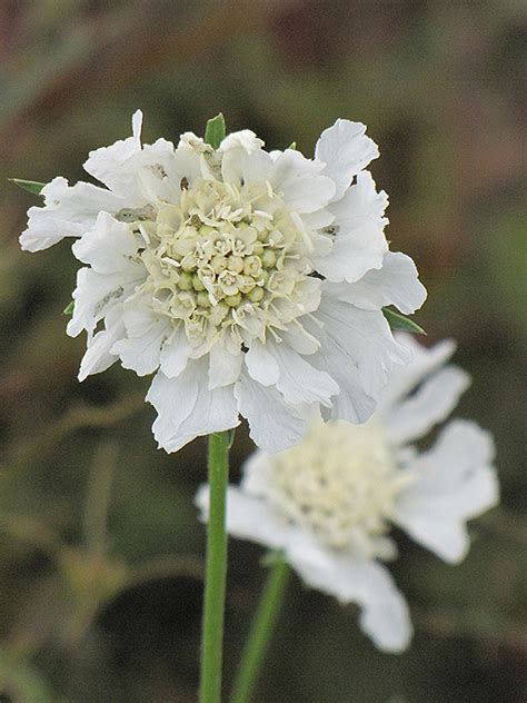 White Perfection Pincushion Flower Scabiosa Caucasica White