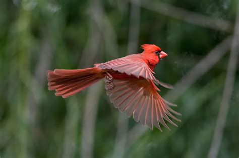 Male Cardinal Bird Flying