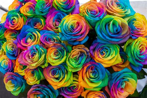 Rainbow Rose 44c