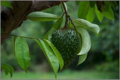 How Soursop Fruit And Leaf Can Be Used To Cure Cancer Completely