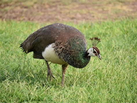 Female Peacocks Male Vs Female Identification Guide Birdfact