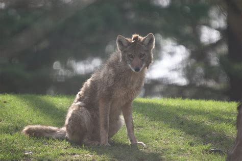 Coyote Population Becomes A Fact Of Life In Mendota Heights Mendota