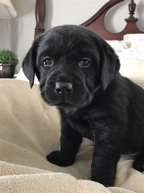 Labrador Retriever Puppies For Sale Artofit