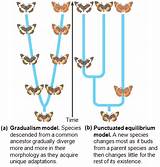 Theory Of Evolution Gradualism Pictures