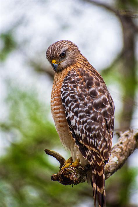 1398 Best Red Shouldered Hawk Images On Pholder Birding