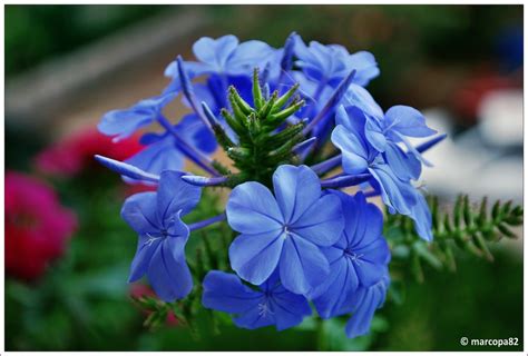A portamento tappezzante, è l'ideale per creare macchie di colore in giardino. Plumbago o gelsomino azzurro | Un grappolo di fiori di quest… | Flickr