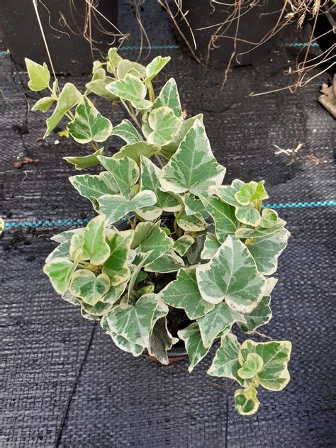 Variegated Ivy Plants Six Ashes Garden Center