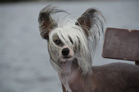 The Chinese Crested Dog Your Ultimate Breed Information Guide Your