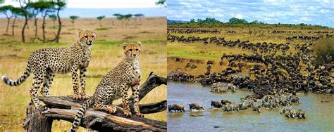 5 Days Lake Nakuru Lake Naivasha And Masai Mara Safari Kenya Safaris