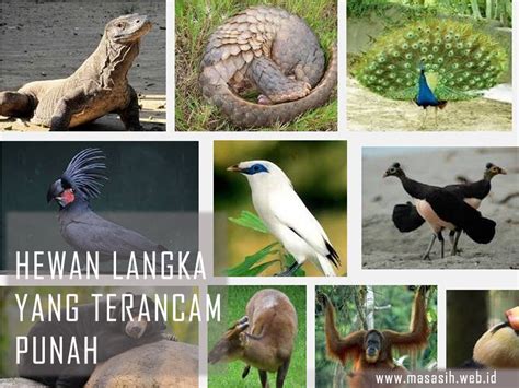 Hewan Yang Terancam Punah Dunia Keindahan Flora Dan Fauna Indonesia