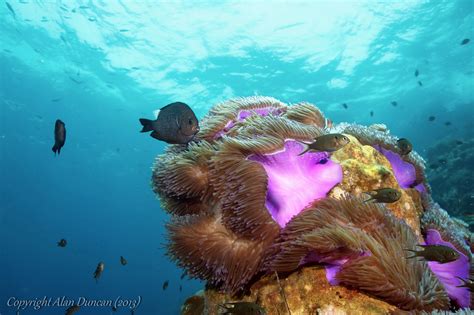 Magnificent Anemones Radianthus Magnifica Threespot Dascyllus