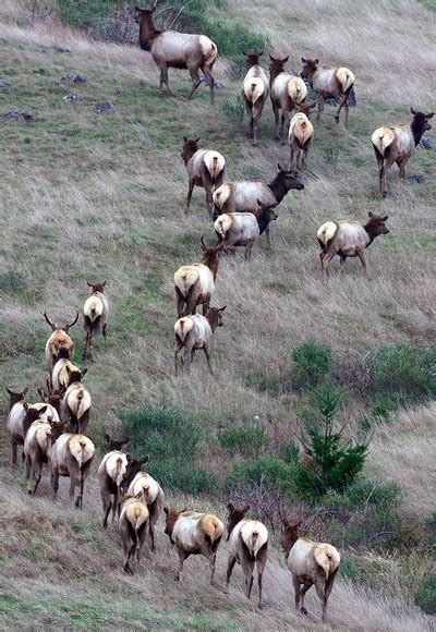 Top 25 Idaho General Elk Rifle Hunt Units