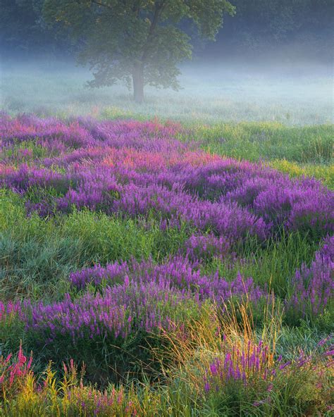 Purple Loosestrife Meadow Beautiful Nature Nature Beautiful Landscapes