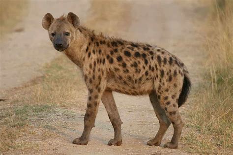 30 Interesting Spotted Hyena Facts Factins