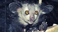 10 Increíbles animales nocturnos 🦇 - YouTube