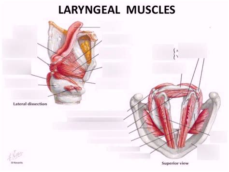 Intrinsic Laryngeal Muscles Labeling Diagram Quizlet