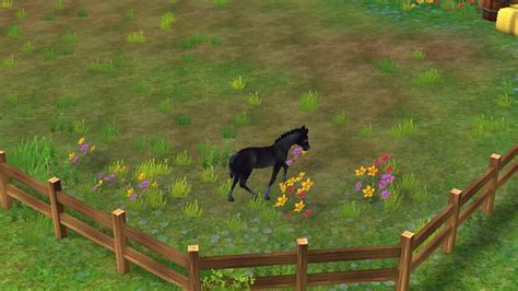 Sso Or Irl Star Stable Online Amino