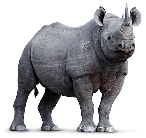 Rhinoceros Scarica